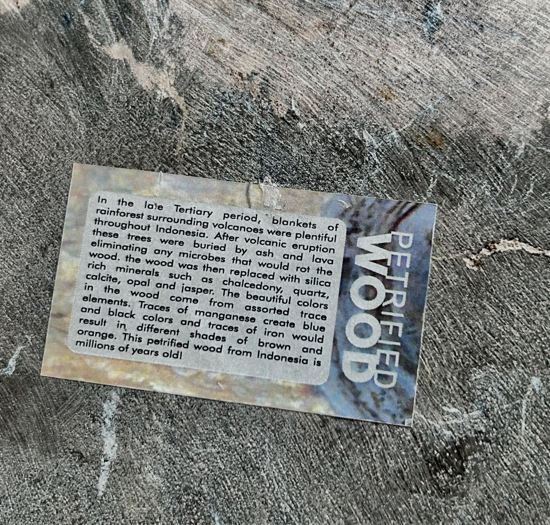 Museum-Quality Obsidian-Black Petrified Wood Sculpture/ Bowl 12.5" Rare Statement Piece