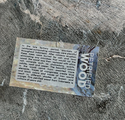 Museum-Quality Obsidian-Black Petrified Wood Sculpture/ Bowl 12.5" Rare Statement Piece