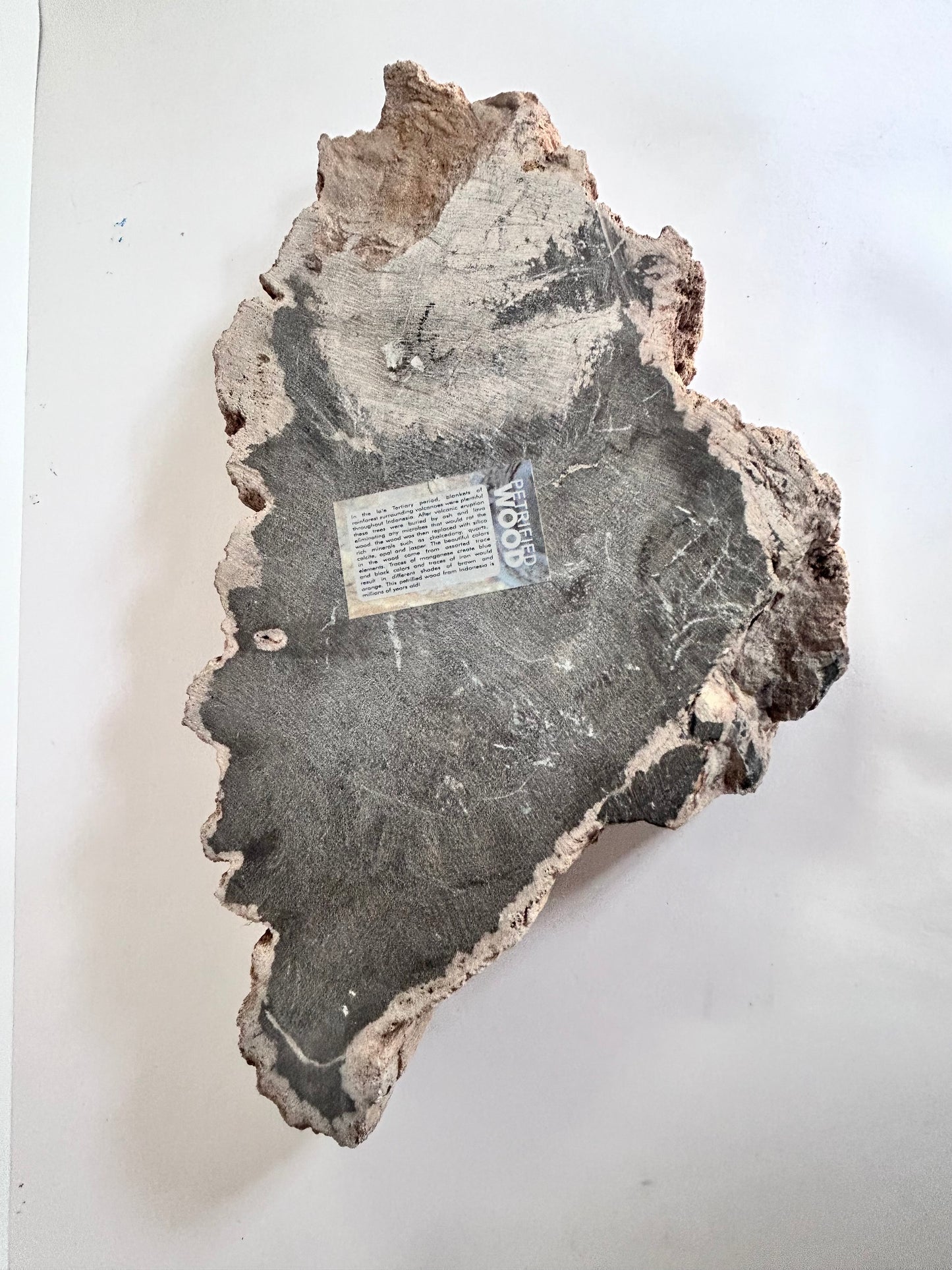 Museum-Quality Obsidian-Black Petrified Wood Sculpture/ Bowl 12.5" Rare Statement Piece